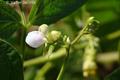 kidney bean string bean, field bean, flageolet bean, haricot bean, ,  snap garden, 